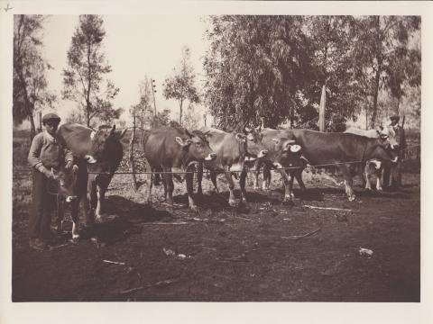 Gruppo di vacche brune - Archivio di Stato di Oristano prot. 732 del 21-07-2016