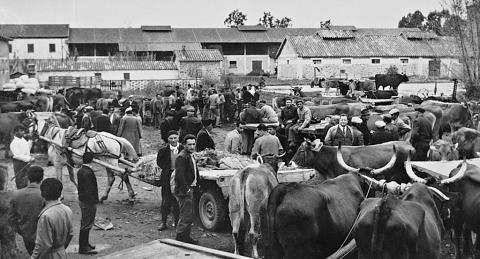 Mercato del Bestiame - Archivio di Stato di Oristano prot. 732 del 21-07-2016