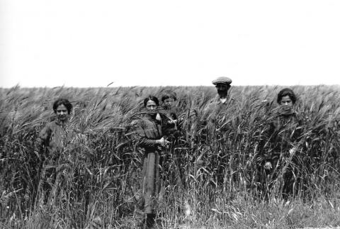 Campo di grano - Archivio di Stato di Oristano prot. 732 del 21-07-2016